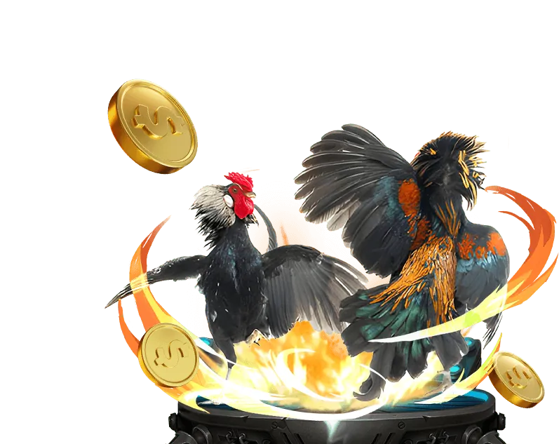 Hình ảnh đá gà Campuchia truyền thống